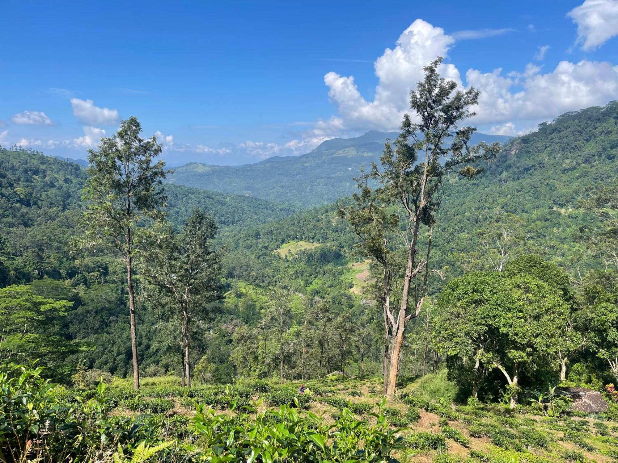 Eagles Lodge - Kandy Digana Buitenkant foto